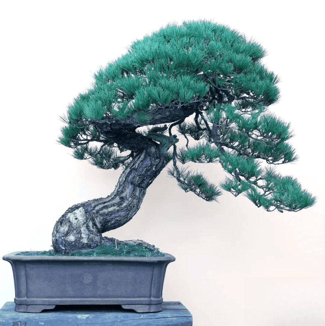 盆景电商